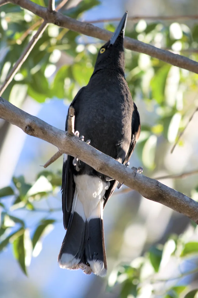 Pied Currawong bird